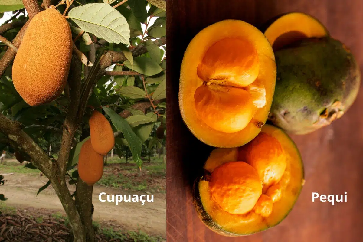 cupuaçi e pequi frutas brasileiras
