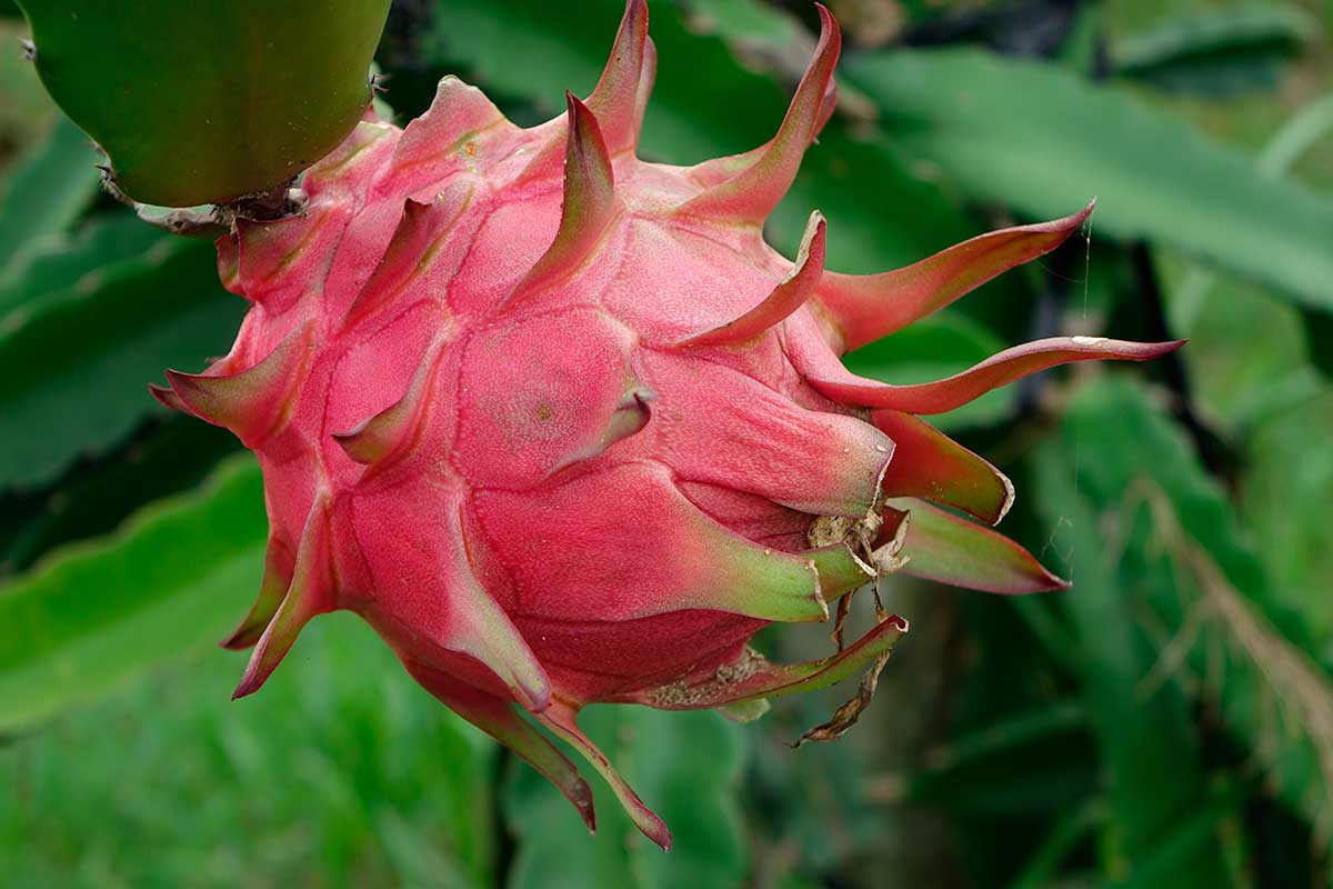 pitaya fruta 