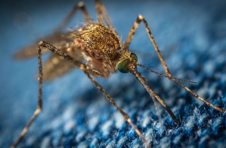 mosquito sintomas da zika