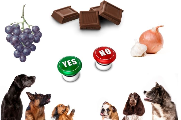 5 alimentos que você NÃO deve compartilhar com seu cachorro 7 alimentos proibidos para cães