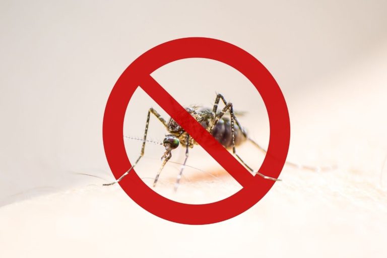 Como aliviar os sintomas da dengue? Aprenda com medidas práticas e simples 1 mosquito da dengue