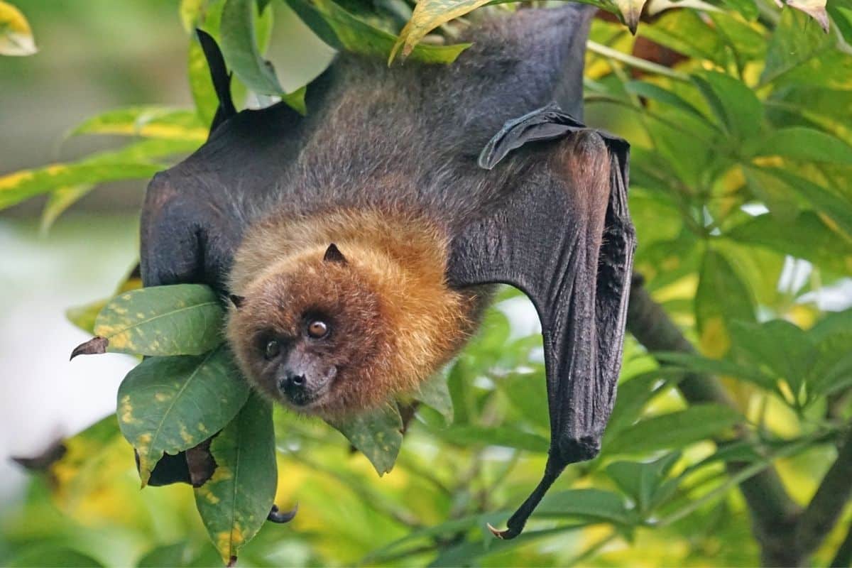 morcego de ponta cabeça