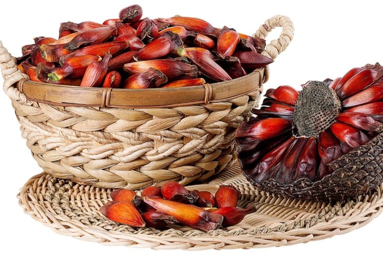 Pinhão é low carb? Veja calorias e valor nutricional