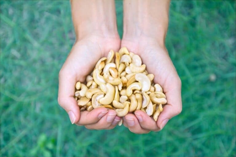 10 benefícios da castanha de caju que você precisa conhecer hoje mesmo 6 Mão cheia de castanha de cajú