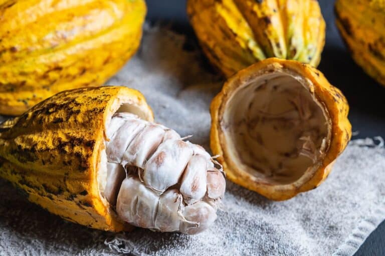 Alimentos antioxidantes para a pele