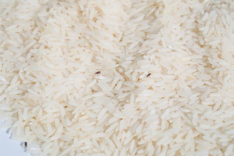 Consumir arroz com caruncho pode fazer algum mal? Descubra e não se arrisque 1 prato de arroz com caruncho