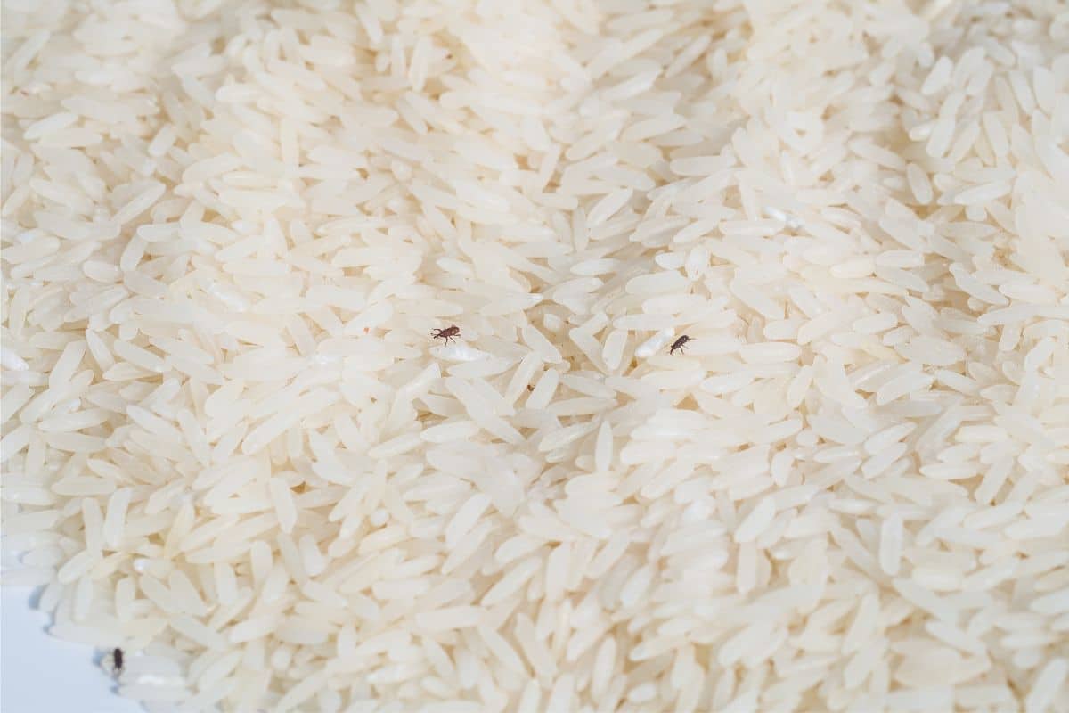 Consumir arroz com caruncho pode fazer algum mal? Descubra e não se arrisque 1 prato de arroz com caruncho