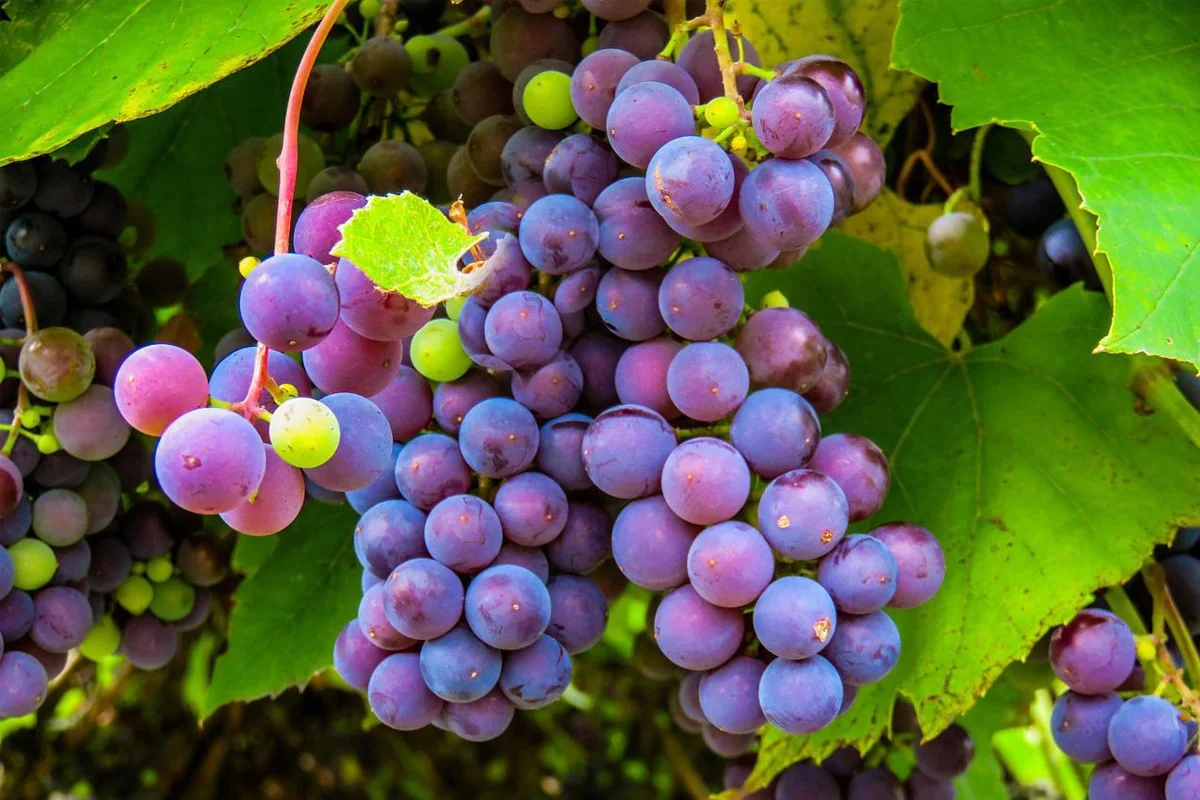 Como fazer para higienizar uvas em cachos corretamente?
