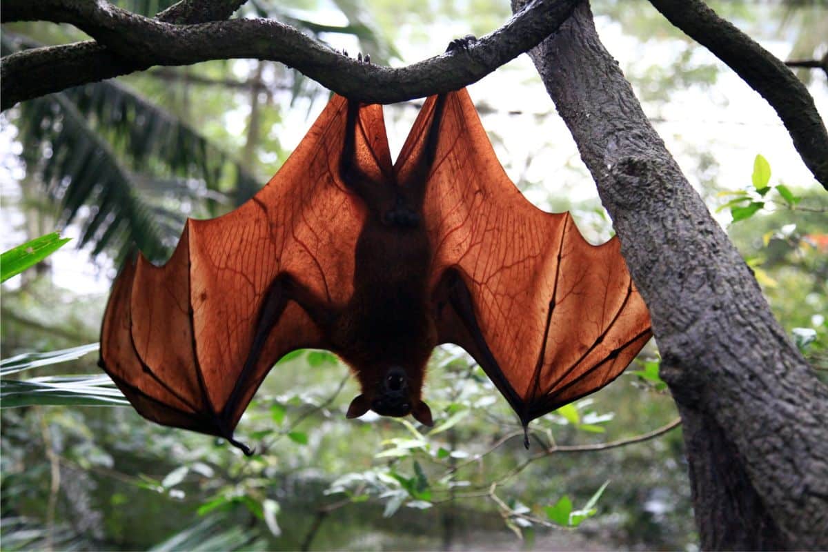 morcego na floresta