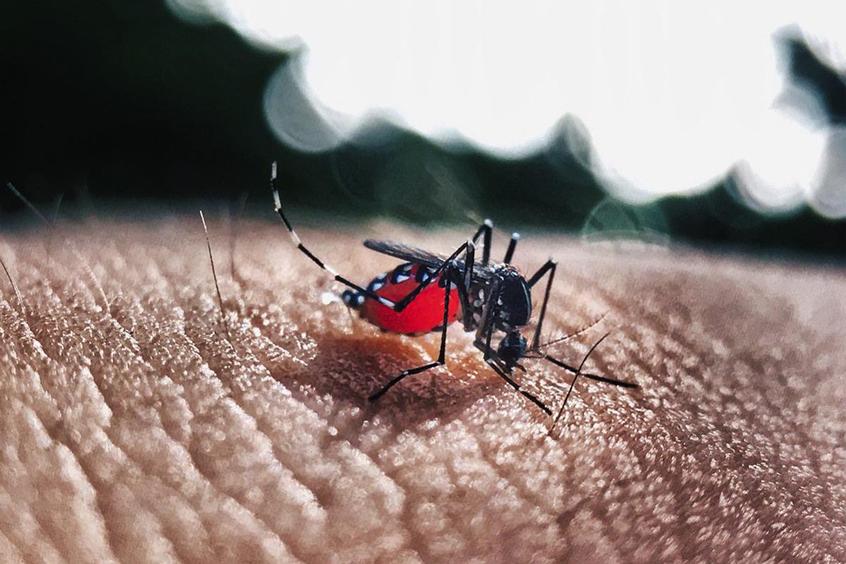 Maneira eficiente de afastar o mosquito da dengue do seu quintal