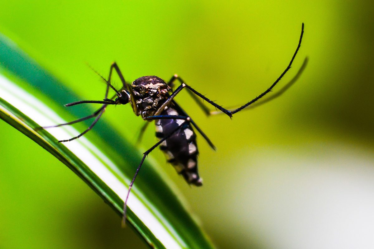 afastar mosquito da dengue