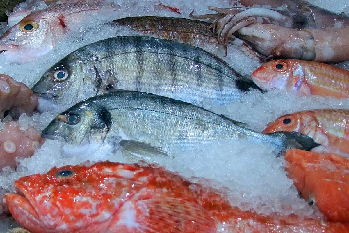  peixe fresco na bancada com gelo