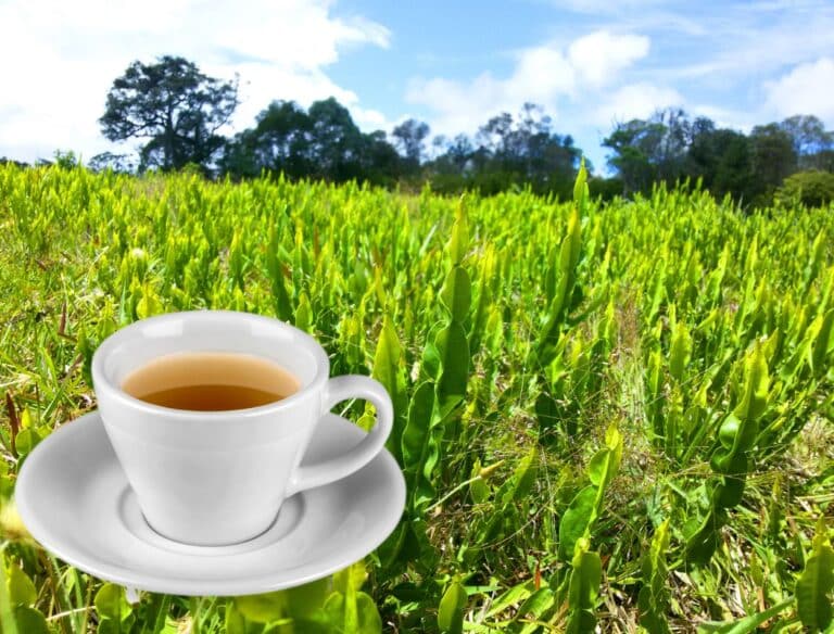 Chá de carqueja trata gastrite e muito mais; veja 10 benefícios para a sua saúde 8 carqueja