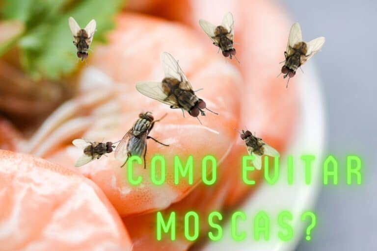 evitar moscas na cozinha