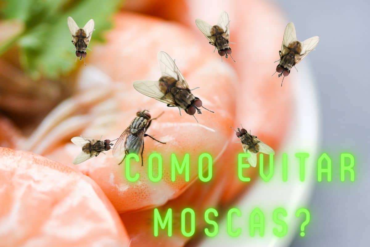 Como evitar moscas na cozinha para afastar o risco de doenças? 1 evitar moscas na cozinha