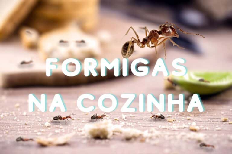 infestação de formigas na cozinha