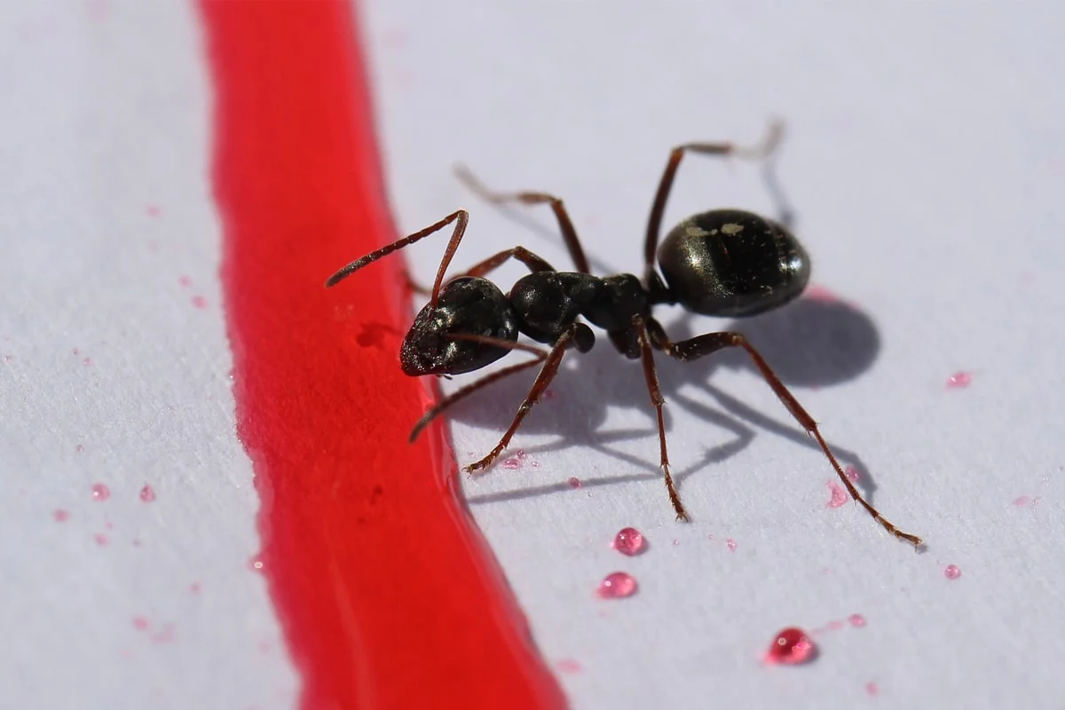 Quais são os perigos das formigas na cozinha? Venha conferir