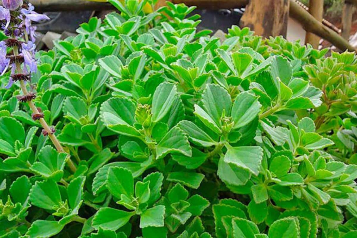 Boldo pode ser facilmente cultivado em casa; saiba como 1 boldo