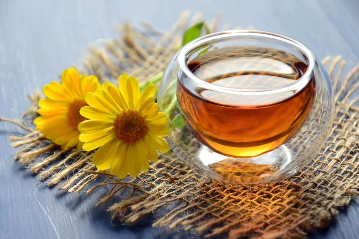 Veja como cultivar calêndula em sua casa e tenha benefícios incríveis; conheça 1 chá de calêndula