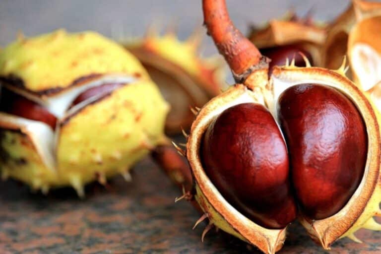 cultivar castanha da índia