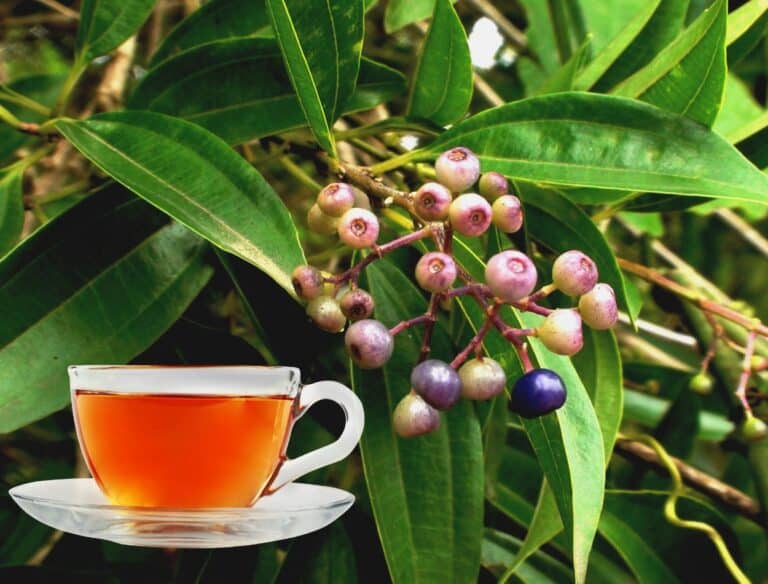 Chá de canela de velho é um poderoso remédio para as dores nas articulações; veja outros benefícios 1 chá de canela de velho