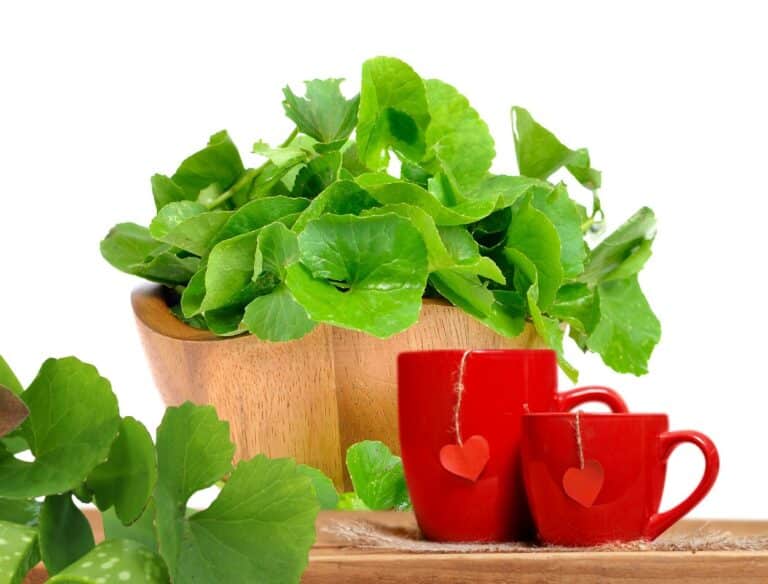 Chá de Centella Asiática: veja para que serve e como preparar corretamente 8 Chá da Centella Asiática