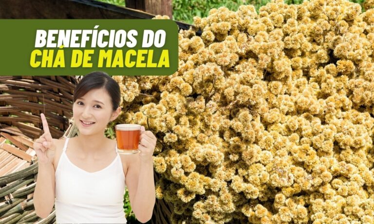 Chá de Macela alivia as dores no corpo e mais; conheça seus benefícios 1 Benefícios do chá de macela.
