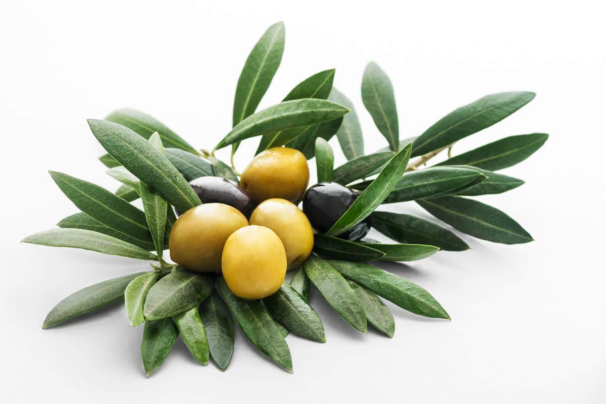 folhas de oliveira e azeitona