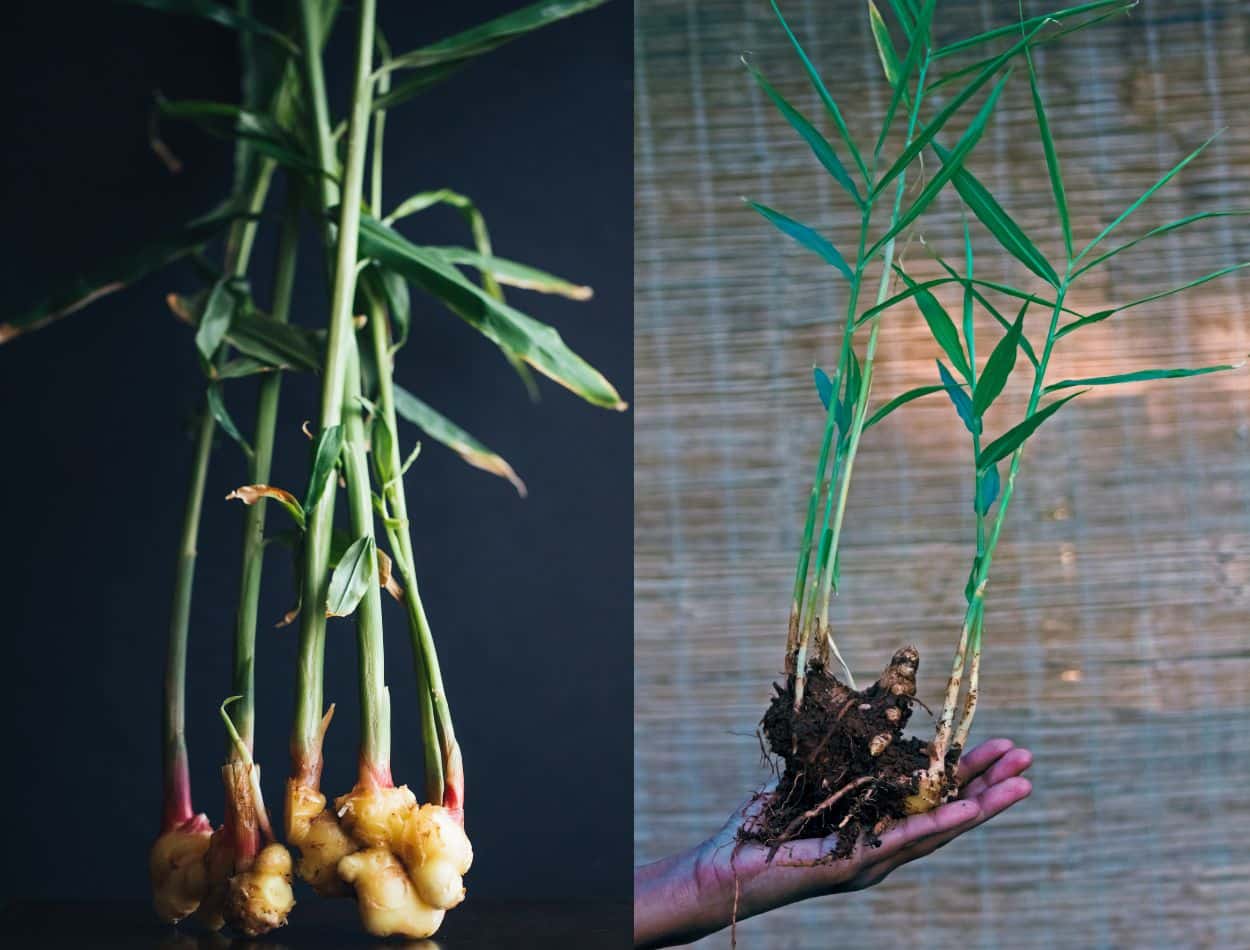 Saiba como cultivar gengibre de forma orgânica e tenha o melhor ingrediente para sua saúde 1 mudas de gengibre orgânico.