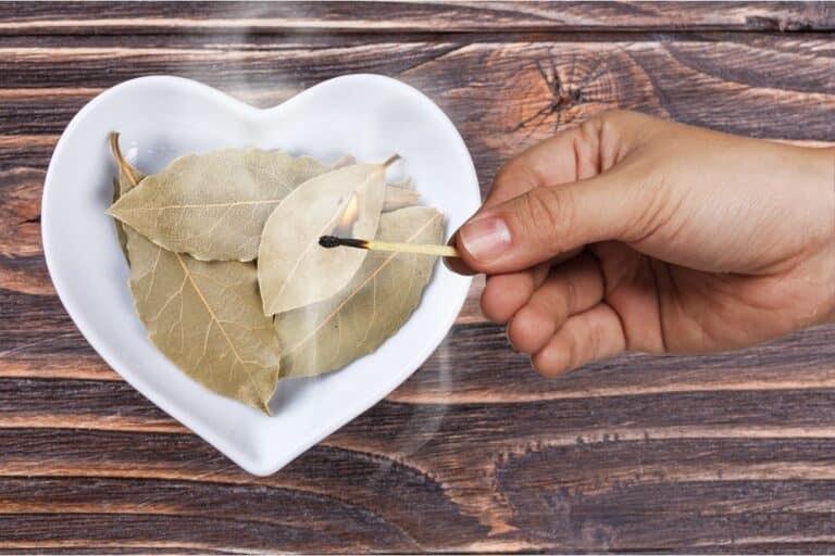 Para que serve a fumaça da folha de louro? Aprenda como fazer de forma prática 2 queimar folhas de louro