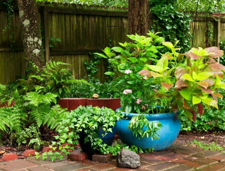 Como purificar o ambiente da casa com plantas? Veja 5 espécies lindas e fáceis de cuidar 1 Várias plantas em vasos que podem purificar o ambiente.