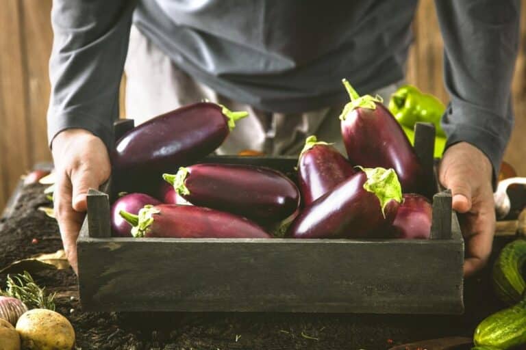 Berinjela é low carb? Conheça melhor esse vegetal e aproveite seus benefícios 3 Berinjela é low carb? Conheça melhor esse vegetal e aproveite seus benefícios