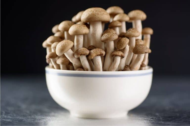 Principais tipos de cogumelos que consumimos no Brasil e seus benefícios 7 tipos de cogumelos Shimeji