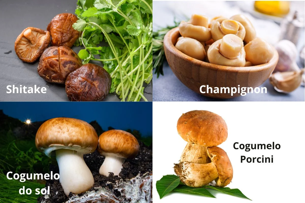 vários tipos de cogumelos cosmetíveis