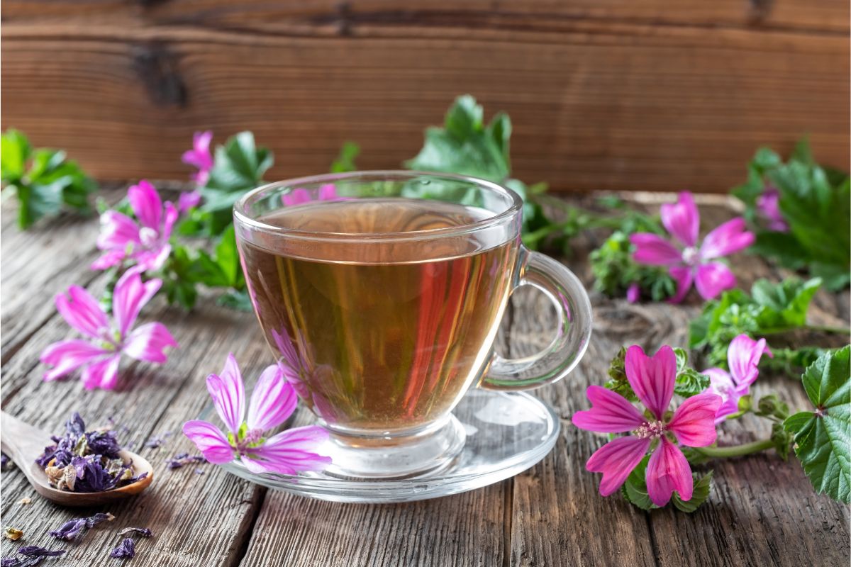 benefícios da malva no chá