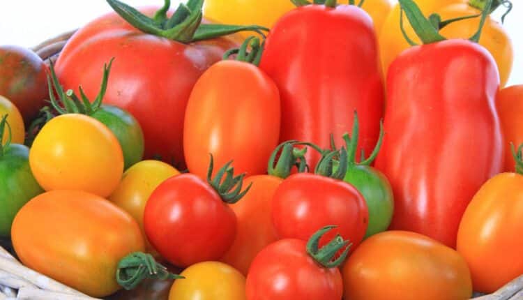 Benefícios Do Tomate: 15 Vantagens Para Inserir Na Sua Dieta (com ...