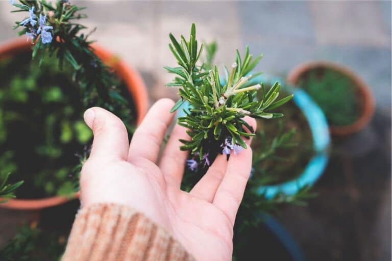 cultivar alecrim no vaso