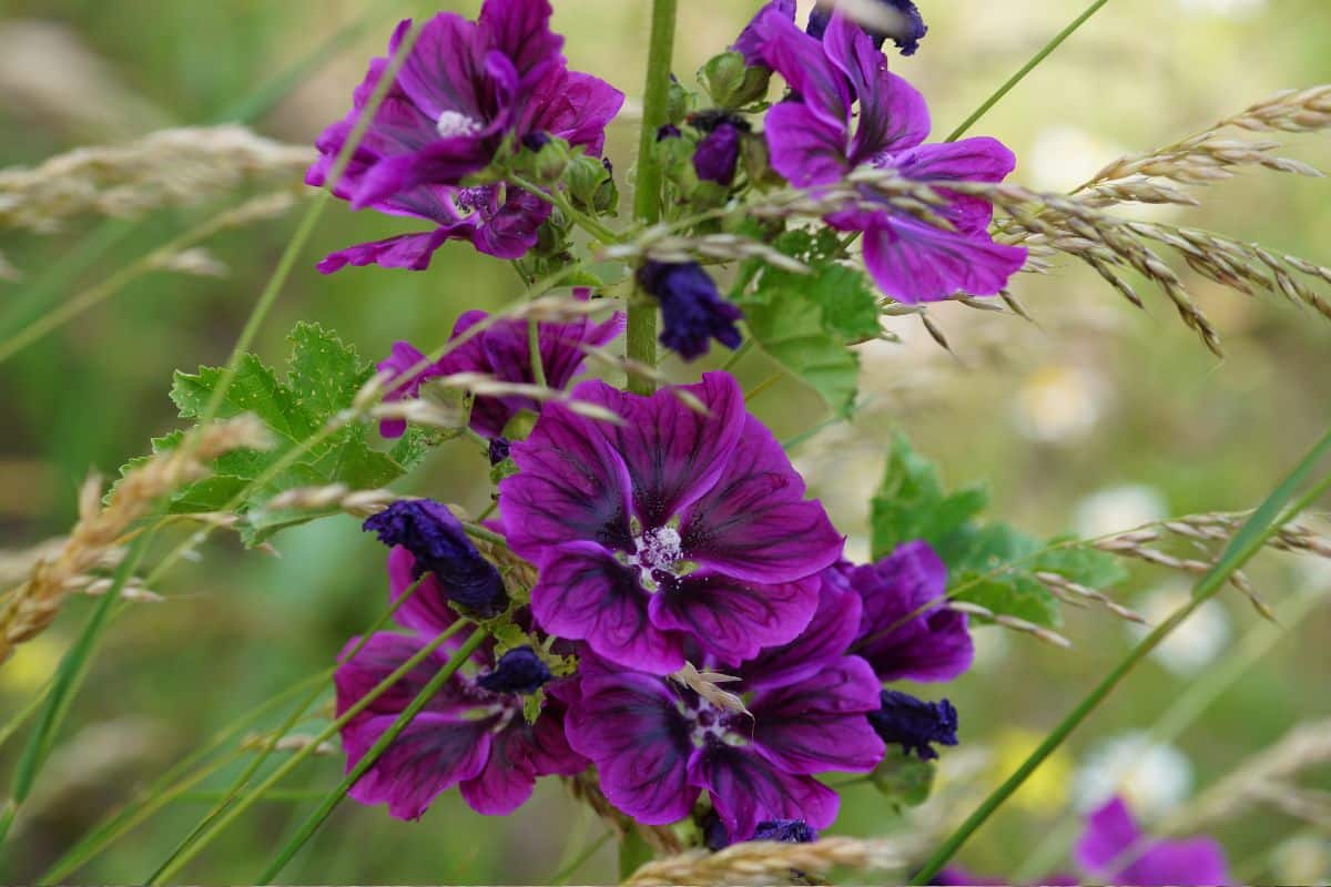 Para que serve a flor de malva? Veja 07 benefícios dessa planta medicinal  linda e cheirosa - SaúdeLab