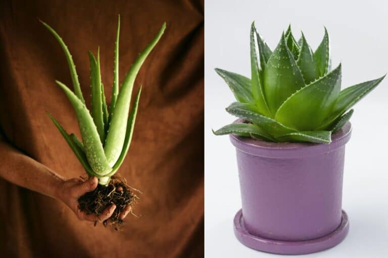 plantar babosa no vaso