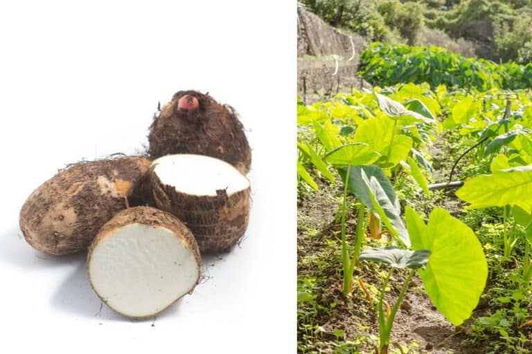 O Inhame é um superalimento que se pode cultivar em casa; descubra 1 plantar inhame orgânico