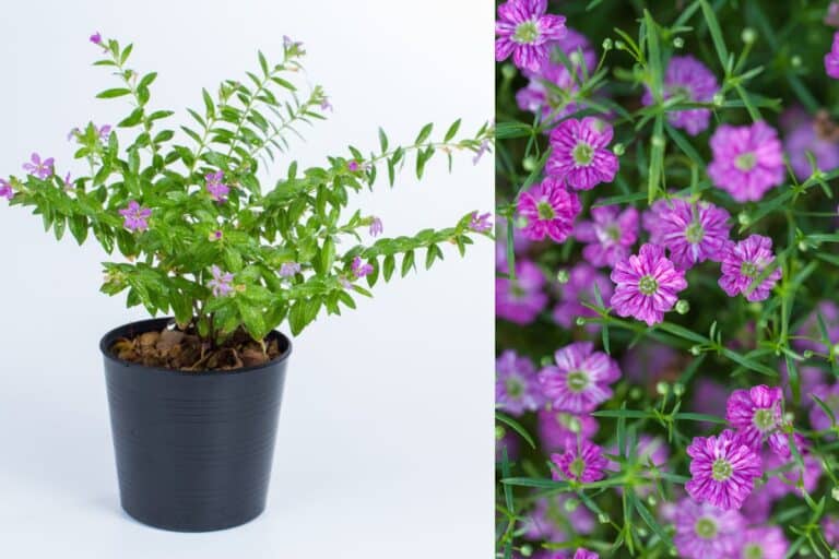 plantas sete-sangrias