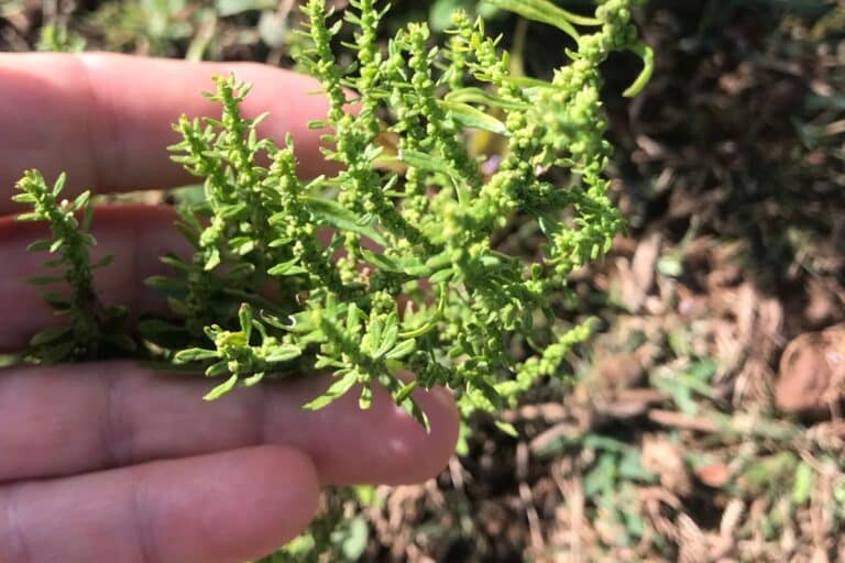 Características do Mastruz