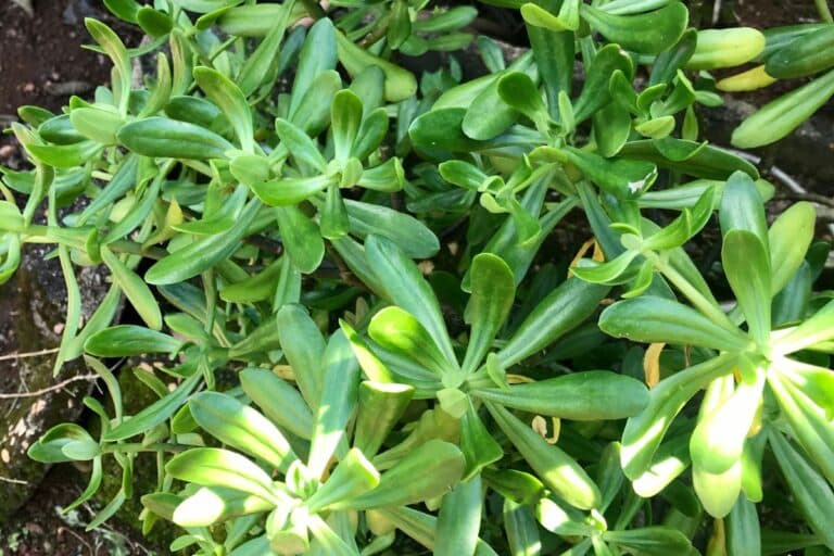 bálsamo planta medicinal