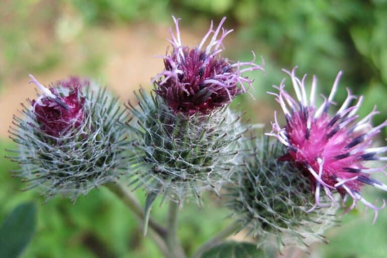 flores de bardana