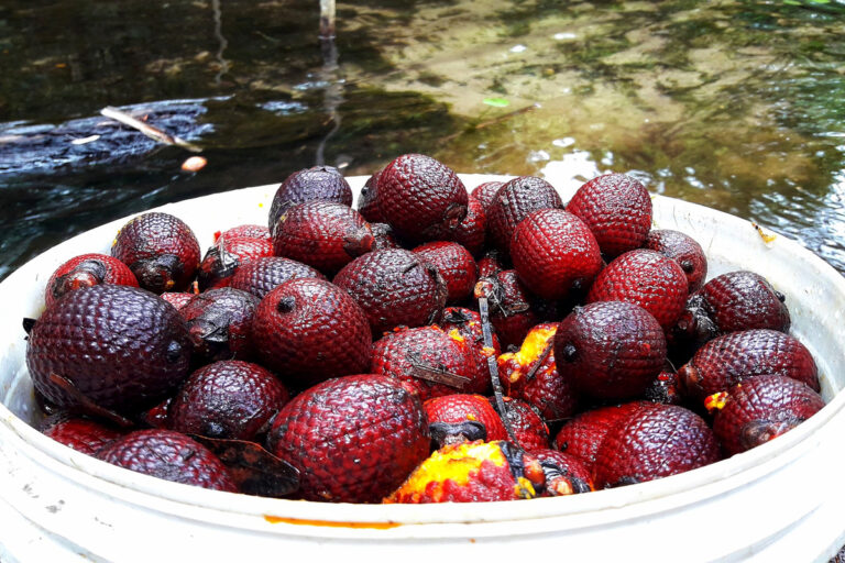 Conhece o Buriti? Veja os principais benefícios para saúde e beleza 1 Venha conhecer os principais benefícios do buriti para saúde e beleza
