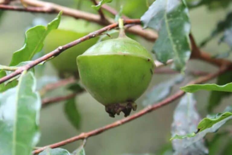 Benefícios do Cambuci: 6 motivos para essa fruta não faltar na sua dieta 5 benefícios do cambuci
