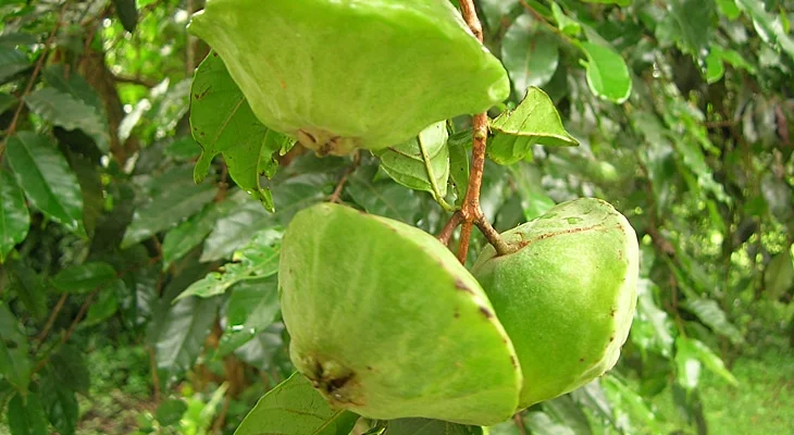 Benefícios do Cambuci: 6 motivos para essa fruta não faltar na sua dieta