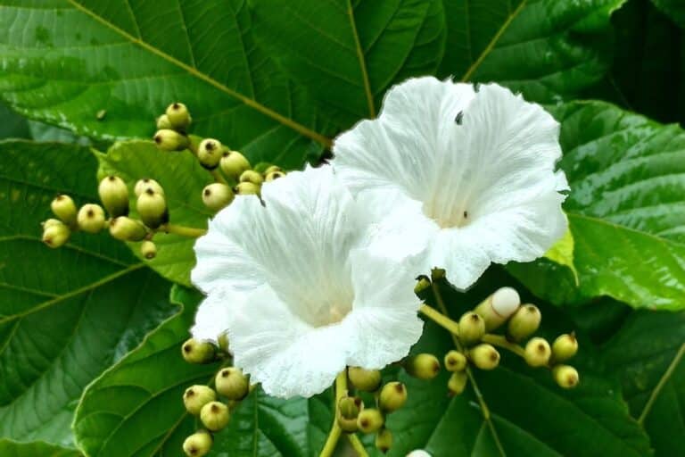 flores e frutos de erva-baleeira