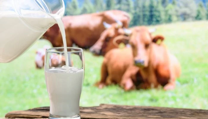 Leite de vaca faz mal à saúde? 