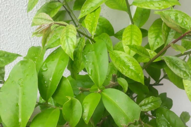 planta ora-pro-nóbis